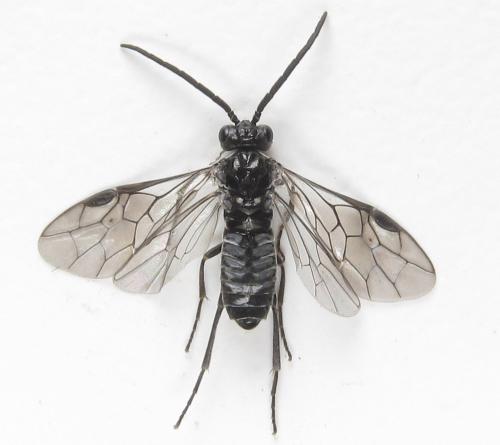 Réf. 281 150 : Empria liturata