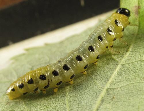 Nematus septentrionalis