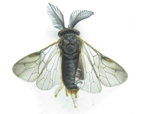 Gilpinia polytoma