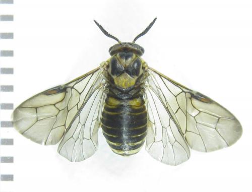 Réf. 281 850 : Gilpinia polytoma