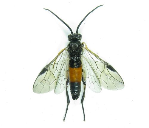 Euura histrio