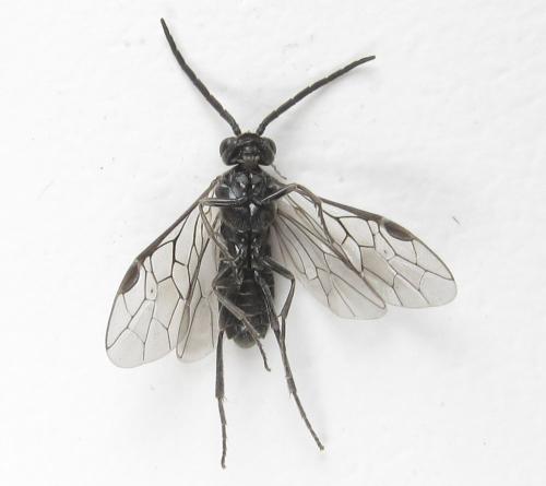 Réf. 281 151 : Empria liturata