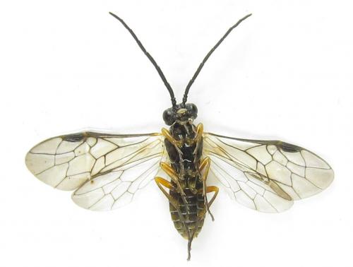 Strongylogaster macula