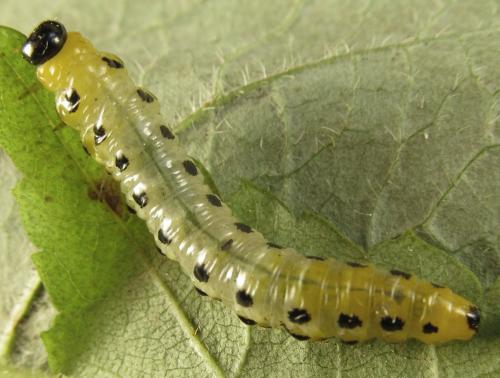 Nematus septentrionalis