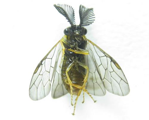 Gilpinia polytoma