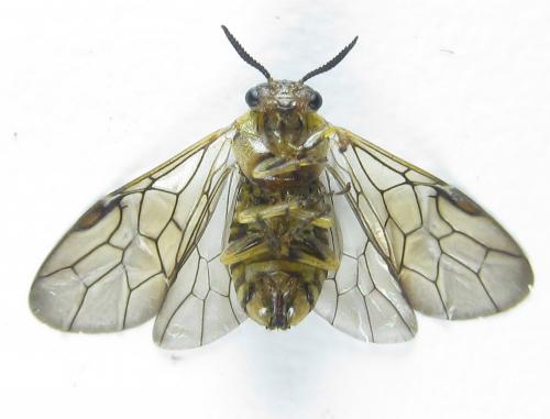 Gilpinia polytoma