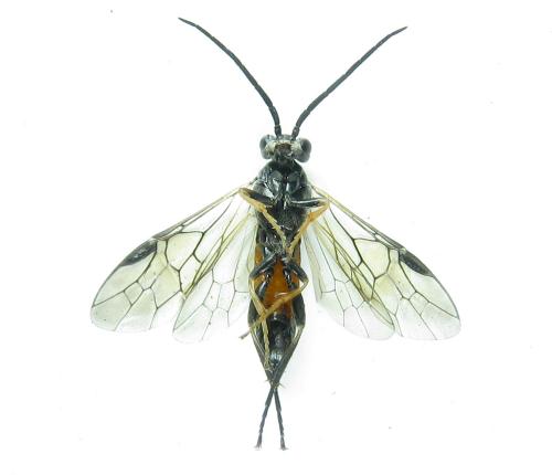 Euura histrio