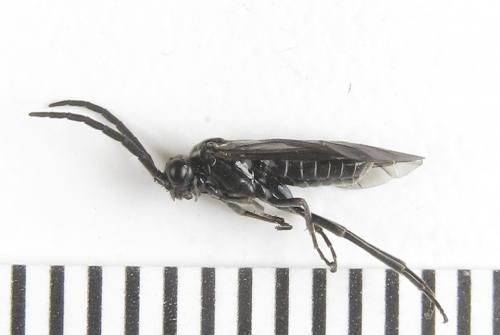 Empria liturata