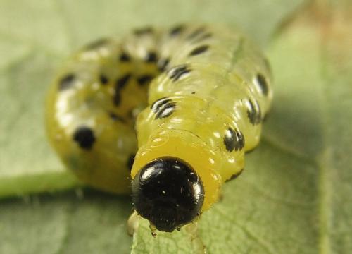 Nematus septentrionalis