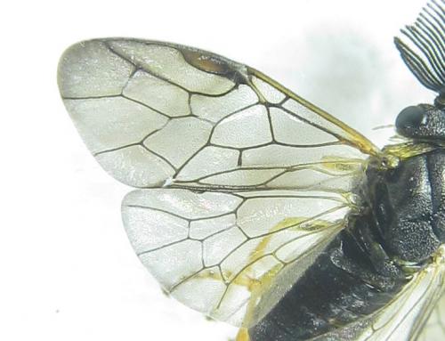 Gilpinia polytoma