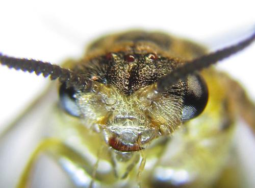 Réf. 281 852 : Gilpinia polytoma