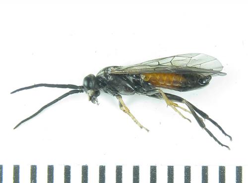 Euura histrio