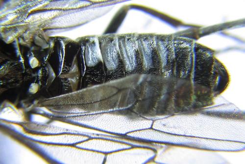 Réf. 281 153 : Empria liturata