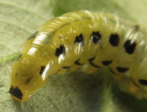 Nematus septentrionalis