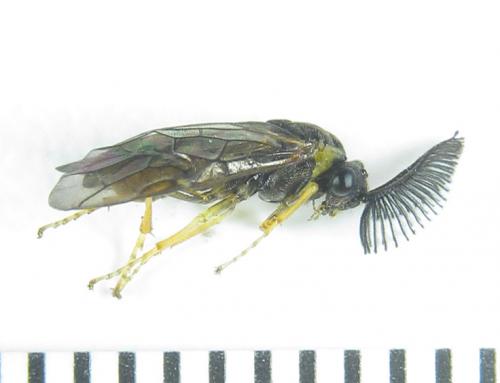 Gilpinia polytoma