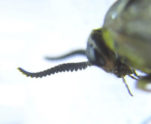 Gilpinia polytoma