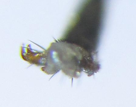 Euura histrio