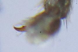 Empria liturata