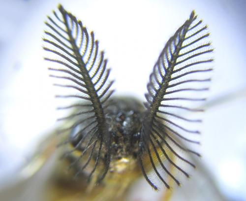 Gilpinia polytoma