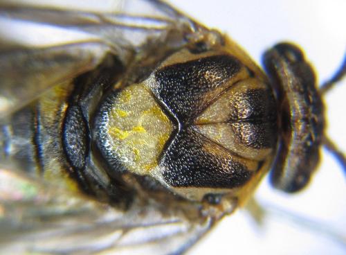 Gilpinia polytoma