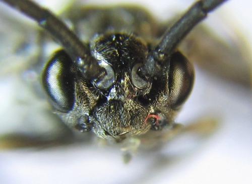 Réf. 281 155 : Empria liturata