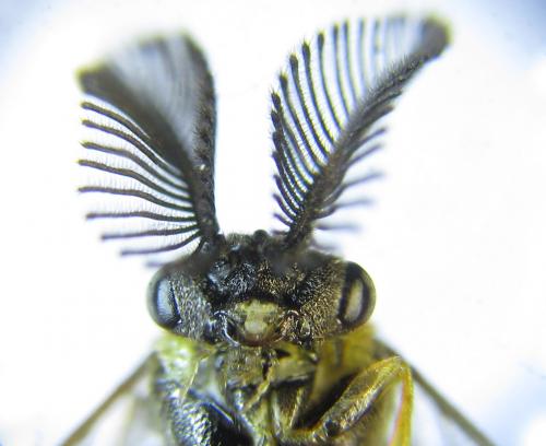 Gilpinia polytoma