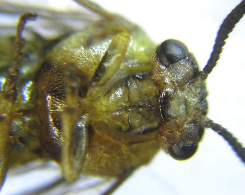 Gilpinia polytoma