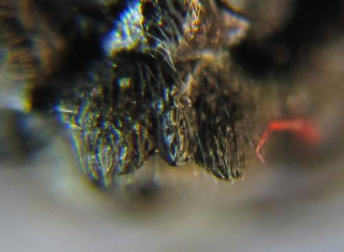Empria liturata