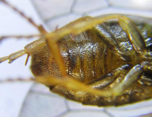 Gilpinia polytoma
