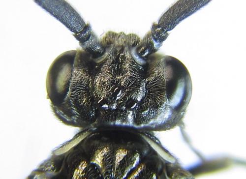 Réf. 281 157 : Empria liturata
