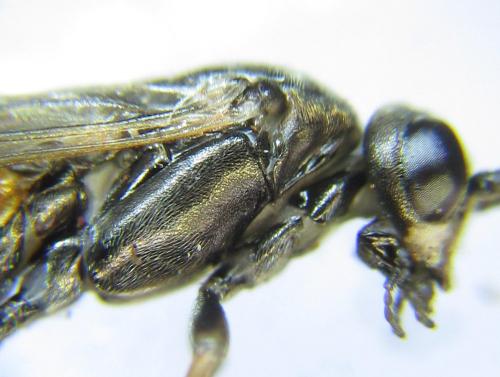Euura histrio