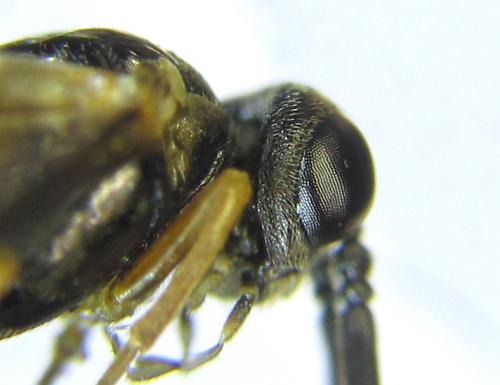 Réf. 281 185 : Strongylogaster macula