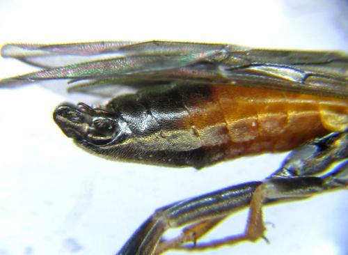 Euura histrio