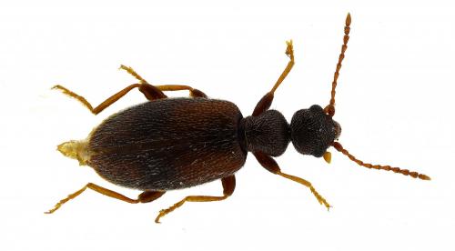 Réf. 281 318 : Cordicomus instabilis