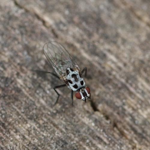 Réf. 281 214 : Anthomyia sp.