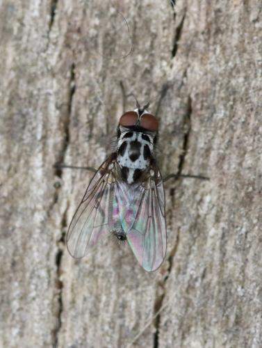 Réf. 281 290 : Anthomyia sp.