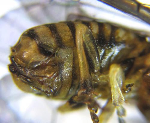 Gilpinia polytoma