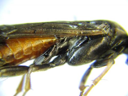 Euura histrio