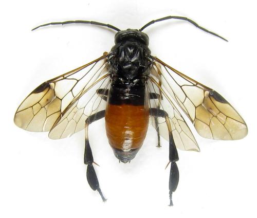 Nematus septentrionalis