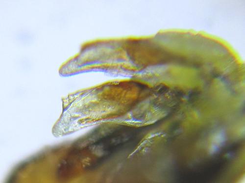 Gilpinia polytoma