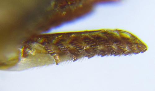 Gilpinia polytoma