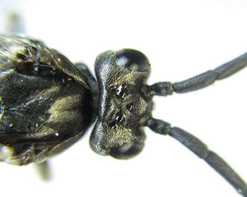 Euura histrio