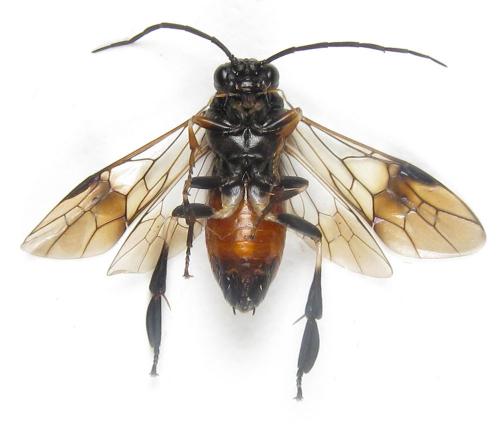 Nematus septentrionalis