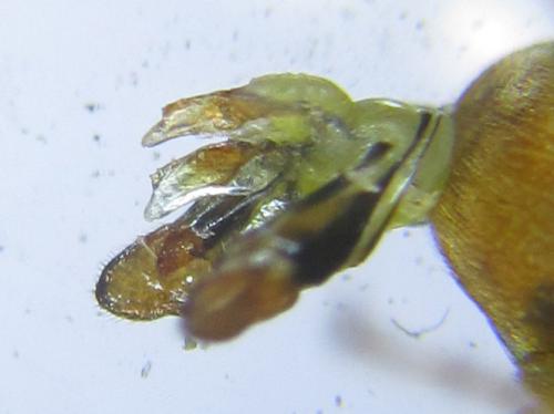 Gilpinia polytoma