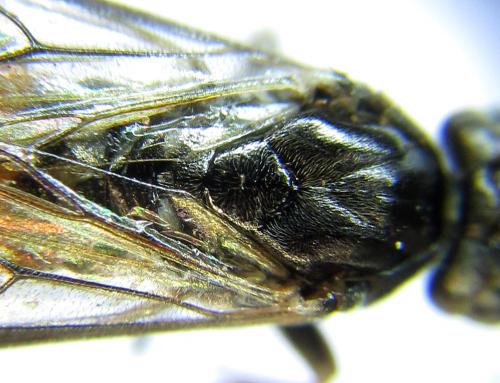 Euura histrio