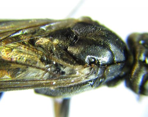 Euura histrio