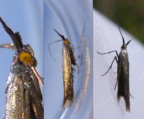 Coleophora sp.