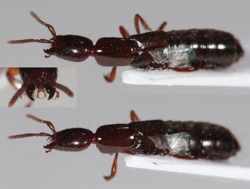 Réf. 281 622 : Xantholinini inconnu
