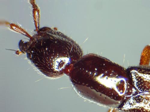 Réf. 281 625 : Xantholinini inconnu