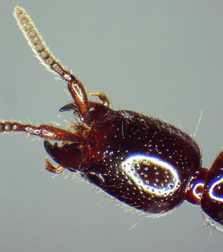 Xantholinini